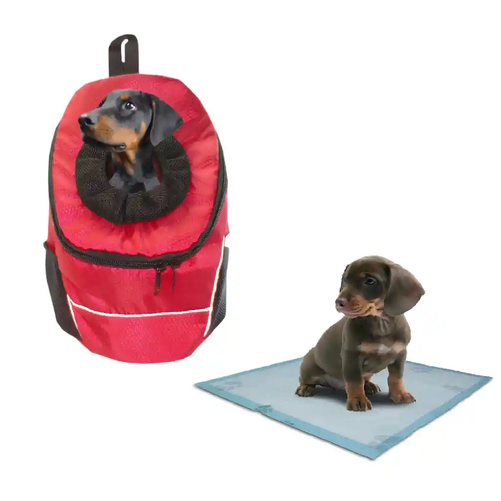 Morral Cargador Ventana Mediano + 15 Unidades De Tapetes Rojo