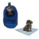 Morral Cargador Ventana Mediano + 15 Unidades De Tapetes Azul Oscuro