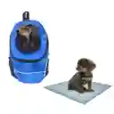 Morral Cargador Ventana Mediano + 15 Unidades De Tapetes Azul Claro