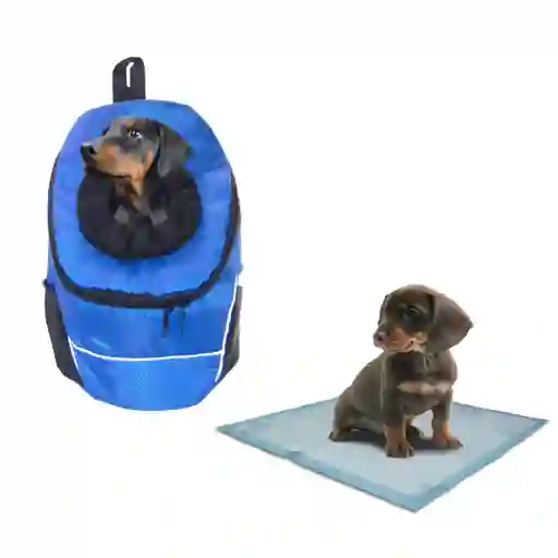 Morral Cargador Ventana Mediano + 15 Unidades De Tapetes Azul Claro