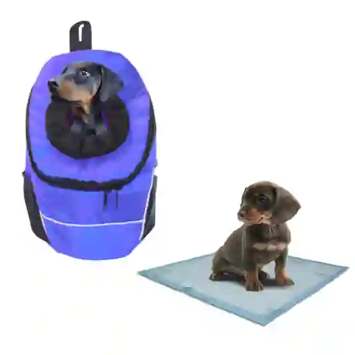 Morral Cargador Ventana Mediano + 15 Unidades De Tapetes Morado