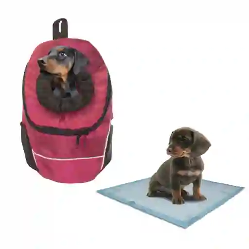 Morral Cargador Ventana Mediano + 15 Unidades De Tapetes Vinotinto