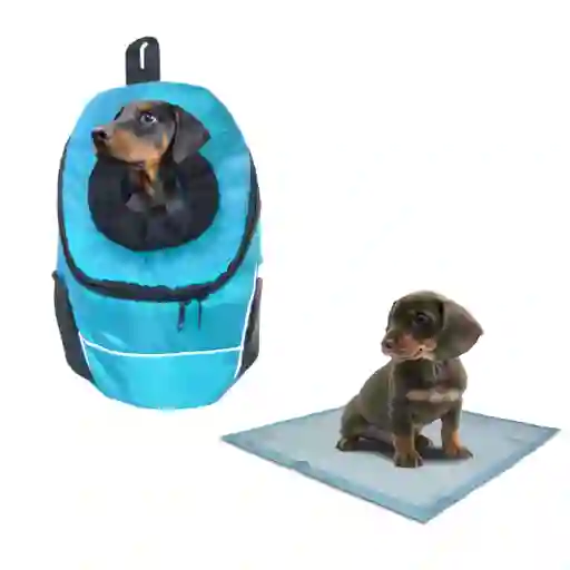 Morral Cargador Ventana Mediano + 15 Unidades De Tapetes Celeste