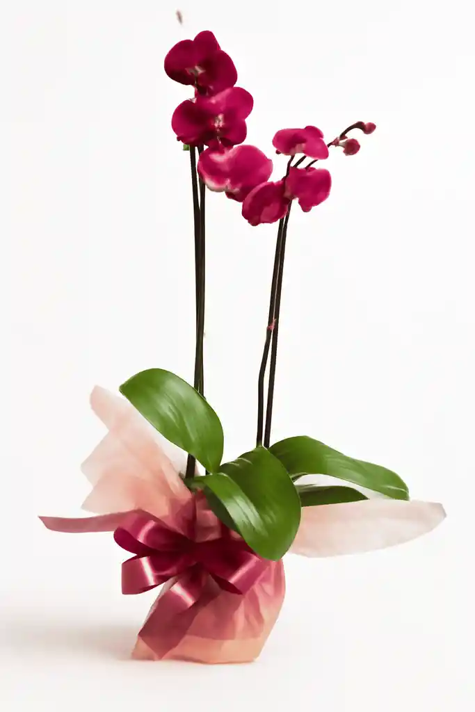 Diva Magenta
