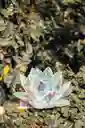 Flor De Loto