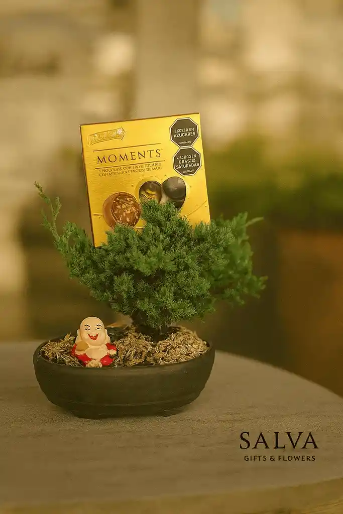 Bonsai Para Papá