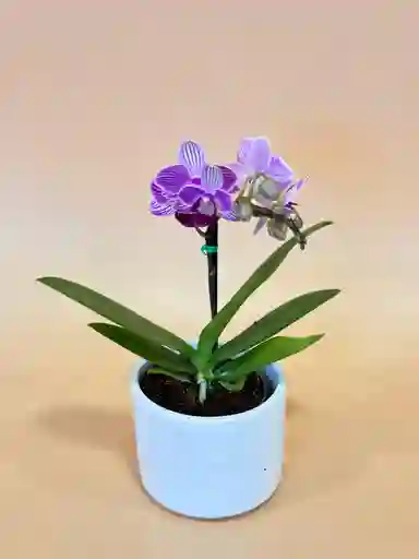 Orquidea Mini 1 Vara Morada Con Matera Blanca