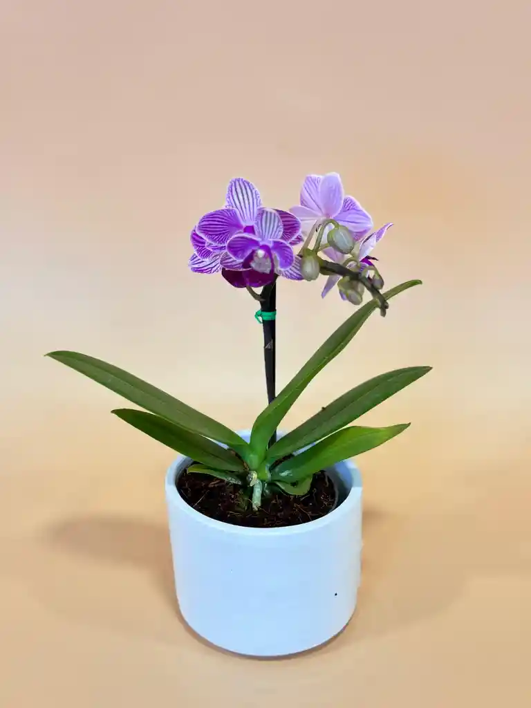 Orquidea Mini 1 Vara Morada Con Matera Blanca