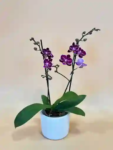 Orquidea Mediana Morada De 2 Varas Con Matera Blanca