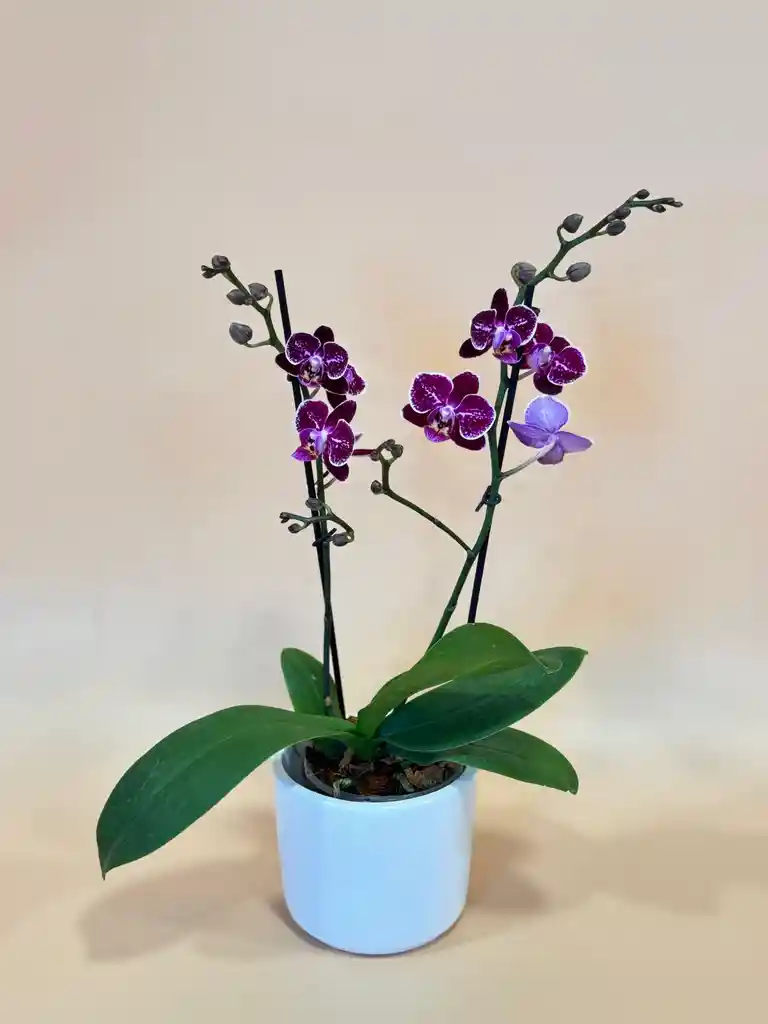 Orquidea Mediana Morada De 2 Varas Con Matera Blanca