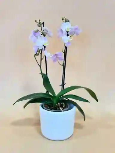 Orquidea Mediana Rosada De 2 Varas Con Matera Blanca