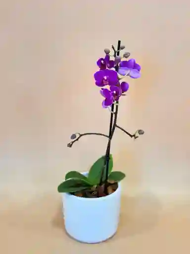 Orquidea Mediana Morada De 1 Varas Con Matera Blanca Altura Promedio 20 Cm.