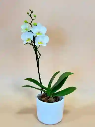 Orquidea Mediana Blanca De 1 Varas Con Matera Blanca Altura Promedio 20 Cm.