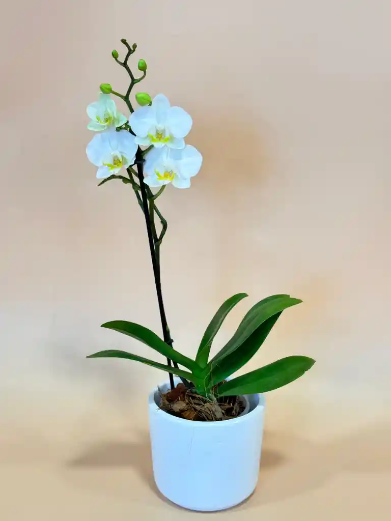 Orquidea Mediana Blanca De 1 Varas Con Matera Blanca Altura Promedio 20 Cm.