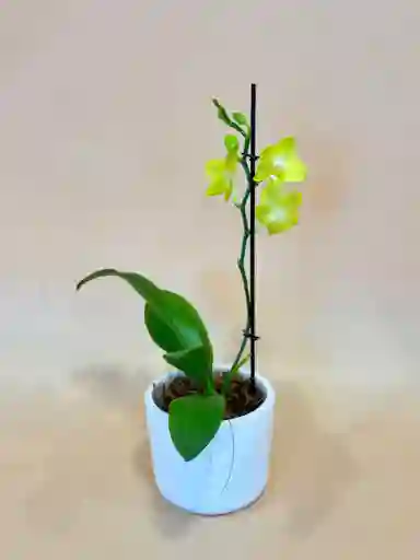 Orquidea Mediana Amarilla De 1 Varas Con Matera Blanca Altura Promedio 20 Cm.