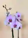 Orquidea Supreme Rosada De 2 Varas Con Matera Taupe Altura Promedio 55 Cm.