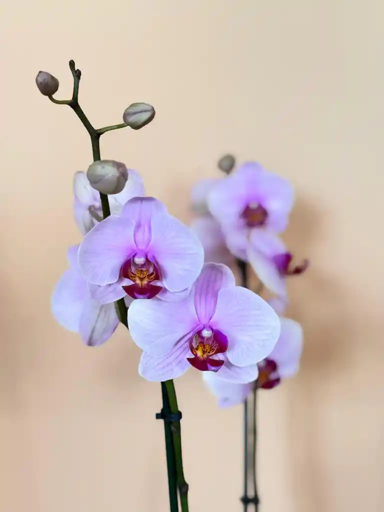 Orquidea Supreme Rosada De 2 Varas Con Matera Taupe Altura Promedio 55 Cm.