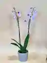 Orquidea Supreme Rosada De 2 Varas Con Matera Taupe Altura Promedio 55 Cm.