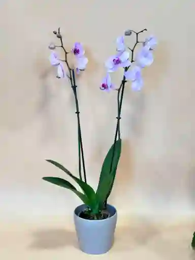 Orquidea Supreme Rosada De 2 Varas Con Matera Taupe Altura Promedio 55 Cm.