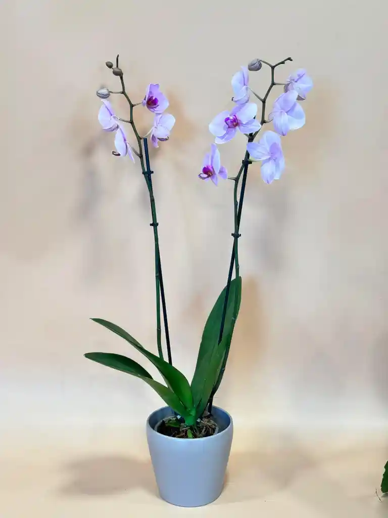 Orquidea Supreme Rosada De 2 Varas Con Matera Taupe Altura Promedio 55 Cm.