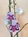 Orquidea Supreme Sparkle De 2 Varas Con Matera Taupe Altura Promedio 55 Cm.