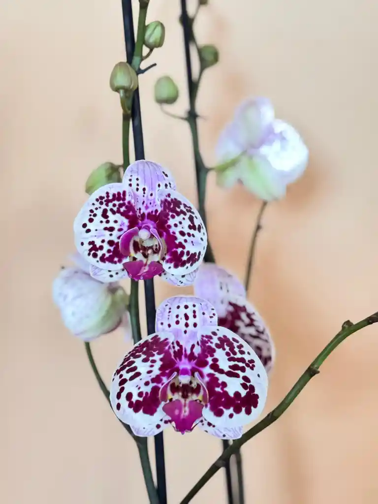 Orquidea Supreme Sparkle De 2 Varas Con Matera Taupe Altura Promedio 55 Cm.