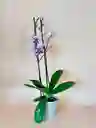 Orquidea Supreme Sparkle De 2 Varas Con Matera Taupe Altura Promedio 55 Cm.
