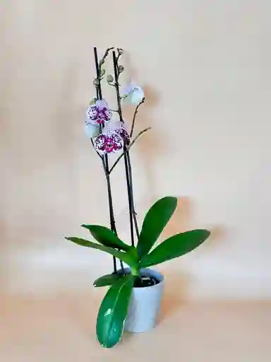 Orquidea Supreme Sparkle De 2 Varas Con Matera Taupe Altura Promedio 55 Cm.