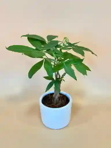 Pachira Pequeña Planta Del Dinero Con Matera Blanca
