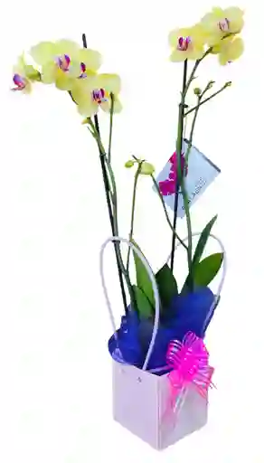 Orquídea Phalenopsis