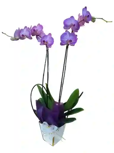 Orquídea Phalenopsis
