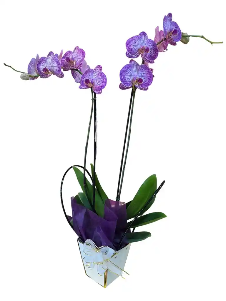 Orquídea Phalenopsis