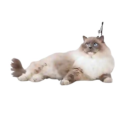 Rascador De Gato En Forma De Pez Pawise