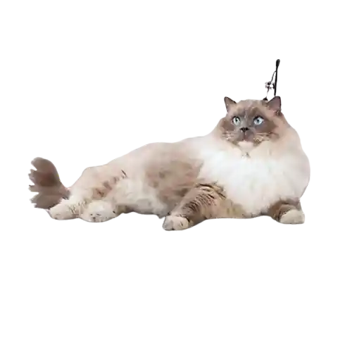 Rascador De Gato En Forma De Pez Pawise