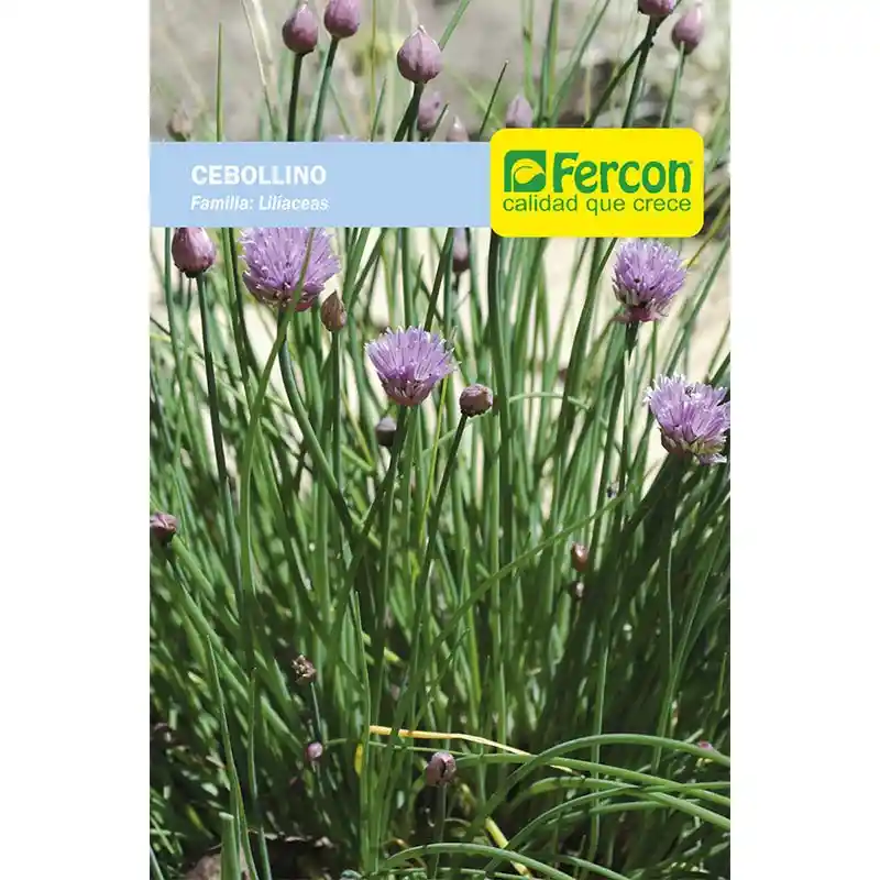 Semillas De Cebollino