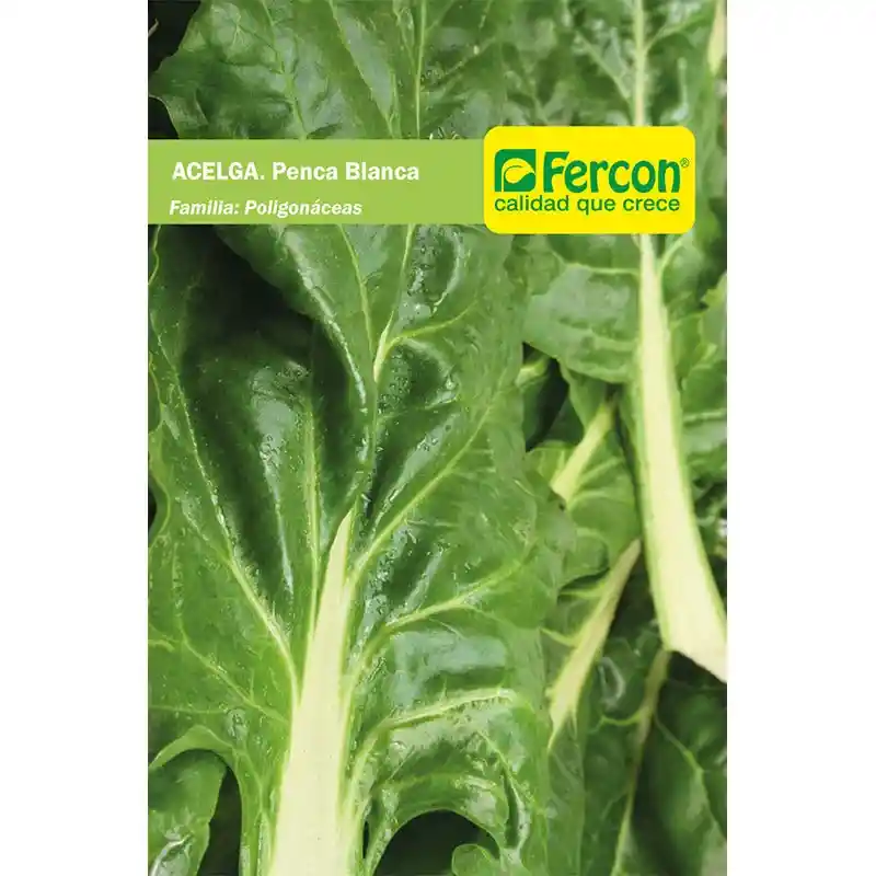 Semillas De Acelga Penca Blanca