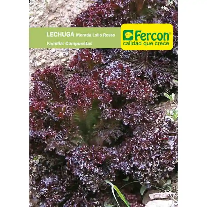Semilla De Lechuga Morada
