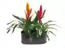 Arreglo De Dos Bromelias Pequeñas