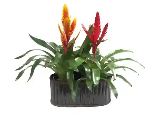Arreglo De Dos Bromelias Pequeñas