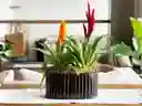 Arreglo De Dos Bromelias Pequeñas