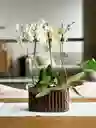 Arreglo De Dos Orquídeas Phalaenopsis De Dos Varas