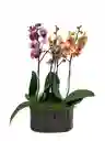 Arreglo De Dos Orquídeas Phalaenopsis De Dos Varas