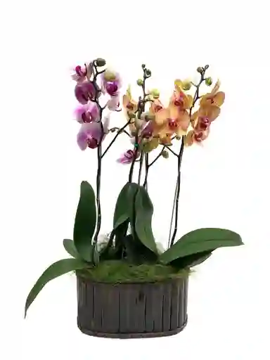 Arreglo De Dos Orquídeas Phalaenopsis De Dos Varas
