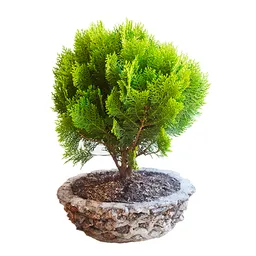 Bonsái De Pino Con Matera Decorativa + Cuidados