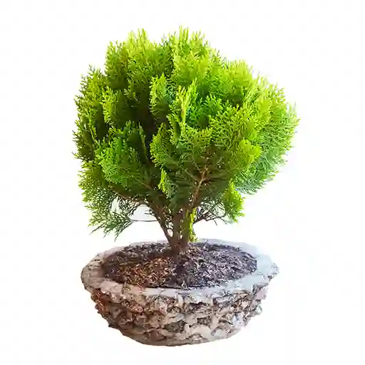 Bonsái De Pino Con Matera Decorativa + Cuidados