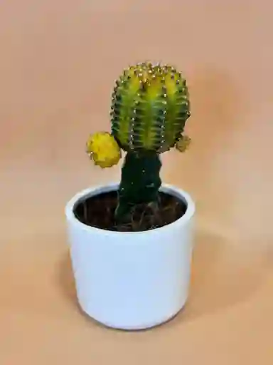 Cactus Grande Verde-amarillo, Con Matera