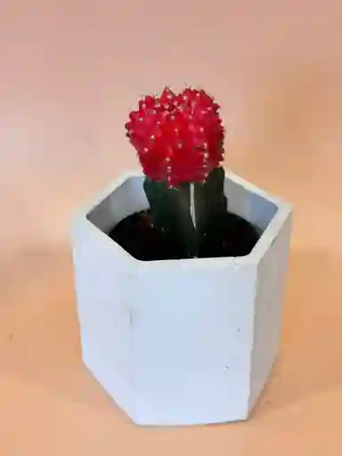 Cactus Pequeño Rojo Con Matera Blanca