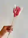 Hierba O Cola De Raton Flor De Lagurus Rosada