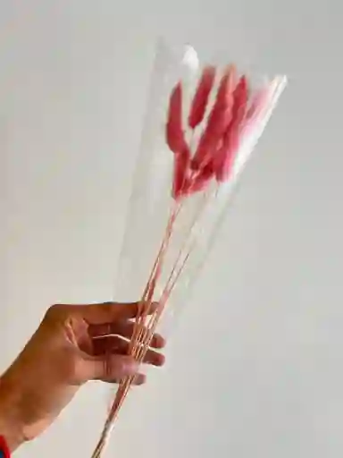 Hierba O Cola De Raton Flor De Lagurus Rosada