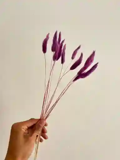 Hierba O Cola De Raton Flor De Lagurus Morado